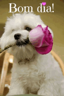 a small white dog is holding a pink rose in its mouth and says bom dia on the bottom