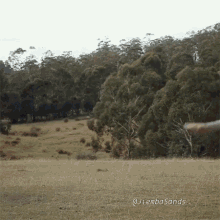 a person is throwing a frisbee in a field with trees in the background and the words jiembasands on the bottom