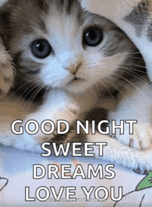 a kitten is wrapped in a blanket with the words " good night sweet dreams love you "