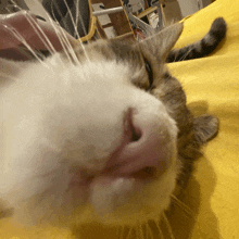 a close up of a cat 's face with its tongue out