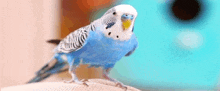 a blue and white parakeet is sitting on a person 's hand .