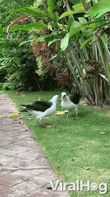 a couple of birds standing next to each other on a grassy area with the words viralhog written on the bottom