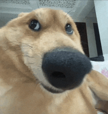 a close up of a dog 's nose with a blurred background