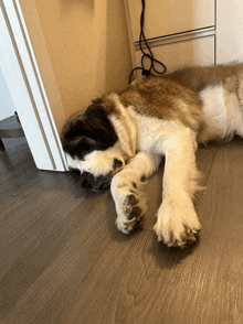 a brown and white dog laying on the floor