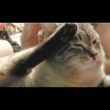 a close up of a cat 's paw on a person 's head .