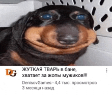 a black and brown dog with a big smile on its face is sitting in a crate .