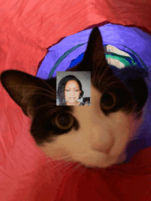 a black and white cat with a picture of a woman on its head