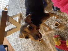 a small brown and black dog standing on a carpet