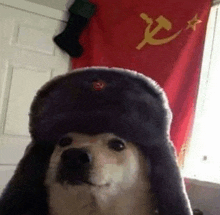 a dog wearing a russian hat is standing in front of a christmas stocking .