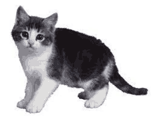 a black and white kitten is standing on its hind legs on a white background .