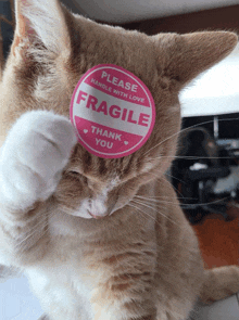 a cat has a pink fragile sticker on its face