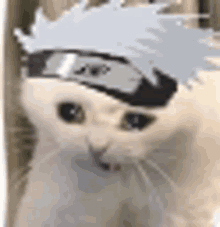 a close up of a cat wearing a naruto headband .