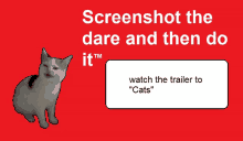 a screenshot of the dare and then do it with a cat