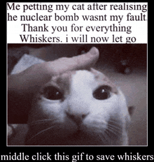 a picture of a cat with a caption that says " me petting my cat after realizing he nuclear bomb wasn t my fault