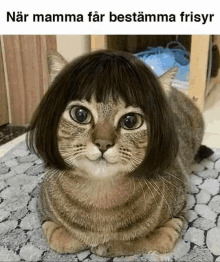 a cat with a wig on its head is laying down on a rug .