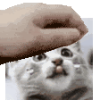 a pixelated image of a person petting a kitten