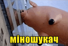 a large inflatable pig is looking at itself in a mirror with the words " minotykay " written above it