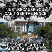 a black and white photo of a herd of sheep and a picture of a busy city street