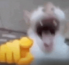 a close up of a cat 's face with its mouth open and a yellow fist in the foreground .