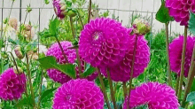 a bunch of pink flowers are growing in a garden .