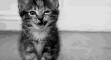 a black and white photo of a kitten sitting on a wooden floor with its mouth open .