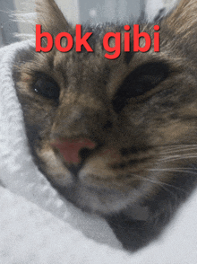 a close up of a cat with the words bok gibi written in red