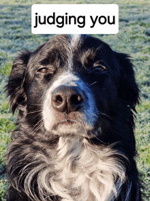 a black and white dog with a sign that says judging you