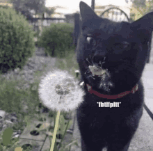 a black cat is blowing on a dandelion with its mouth open .