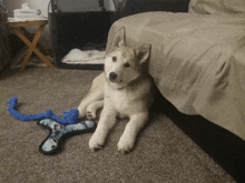 a husky dog is laying on the floor next to a toy