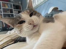 a close up of a cat 's face with a bookshelf in the background