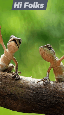 two lizards standing on a tree branch with a hi folks sign above them