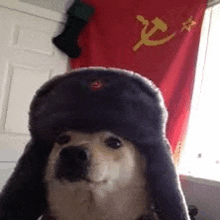 a dog wearing a russian hat is standing in front of a russian flag .