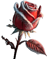 a red rose with snow on it and leaves