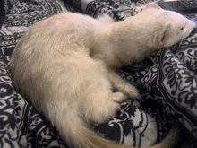 a ferret is sleeping on a black and white blanket