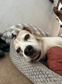 a dog is laying in a dog bed with its tongue out