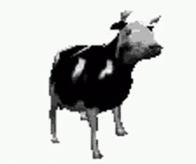 a black and white cow is standing on its hind legs .