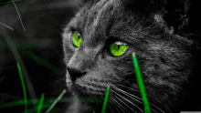 a black and white photo of a cat 's face with green eyes