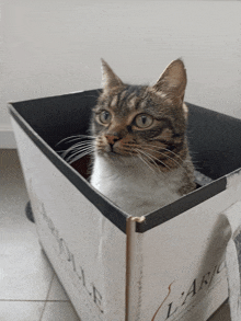 a cat is sitting in a cardboard box that says l' artic on it