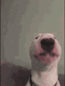 a close up of a bull terrier looking at the camera with a blurred background .