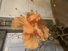 a close up of a flower with a white center in front of a door