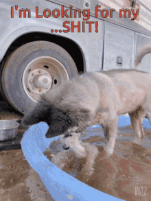 a dog is standing in a pool of water with the words " i 'm looking for my shit " above it