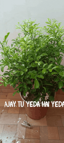 a potted plant with the words ajay tu yeda hai yeda written on it