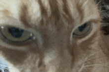 a close up of a cat 's eyes looking at the camera with a blurry background