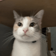 a close up of a cat 's face with a collar on