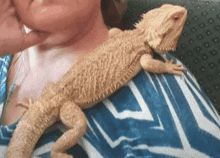 a lizard is sitting on a person 's shoulder .