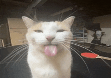 a cat is sticking its tongue out in front of a table with a ping pong paddle .