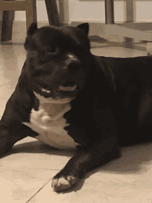 a black and white dog laying on the floor