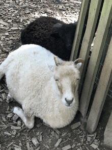 a white sheep and a black sheep laying next to each other