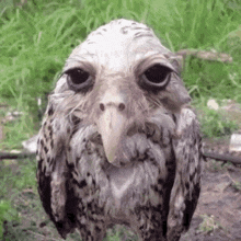 a close up of an owl with a long beak standing in the grass looking at the camera .