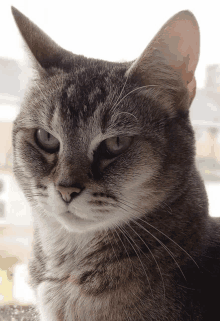 a close up of a cat 's face with a serious look on his face